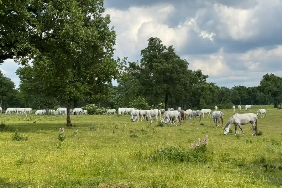 rezultati_lipica_krajina